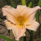 Peachalicious Daylily Bundle - Save $40