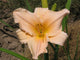 Peach Mixed Daylily