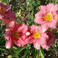 My Sweet Rose - Daylily