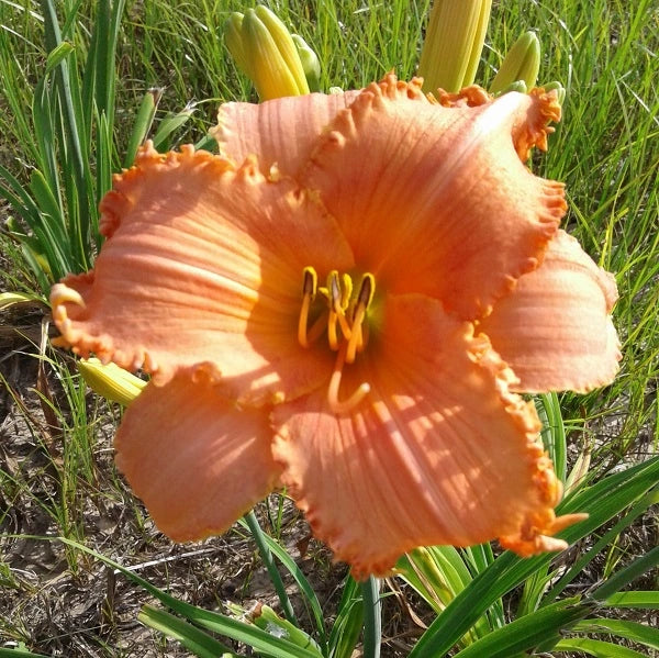 New Tangerine Twist - Daylily