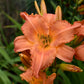 New Tangerine Twist - Daylily