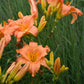 New Tangerine Twist - Daylily