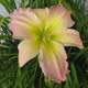 New Wave Premium Daylily - Heritage Collection