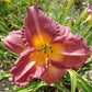 No Comparison - Daylily