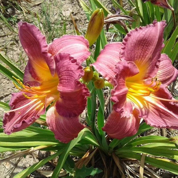 No Comparison - Daylily