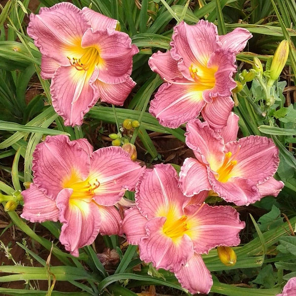 No Comparison - Daylily