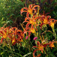 Nona's Garnet Spider - Daylily