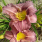 Numinous Moments - Daylily