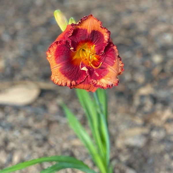 Orange City - Daylily