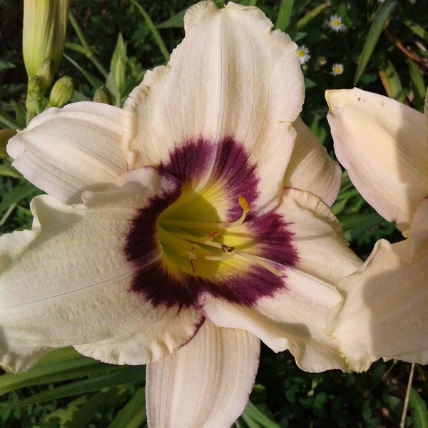 Pandora's Box - Daylily