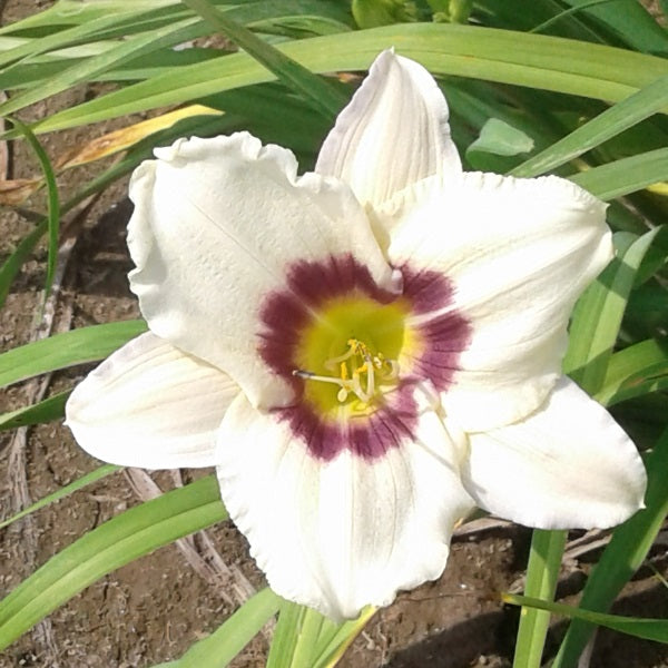 Pandora's Box - Daylily