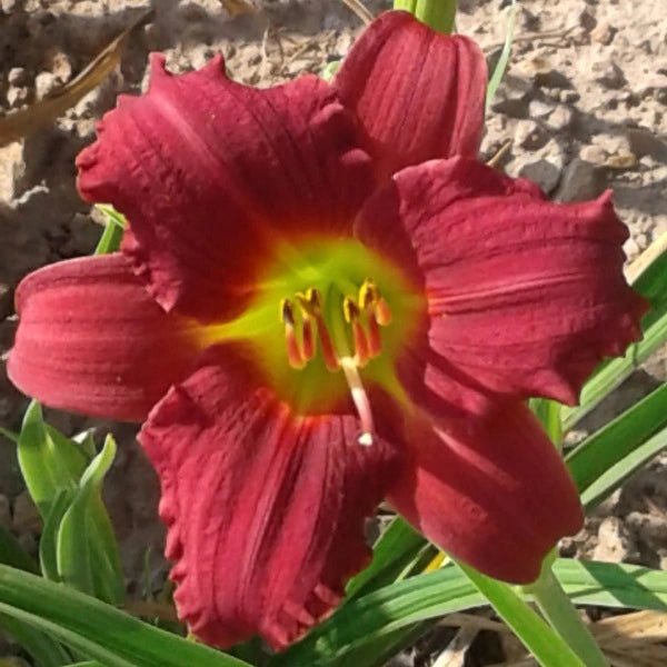 Pardon Me Daylily