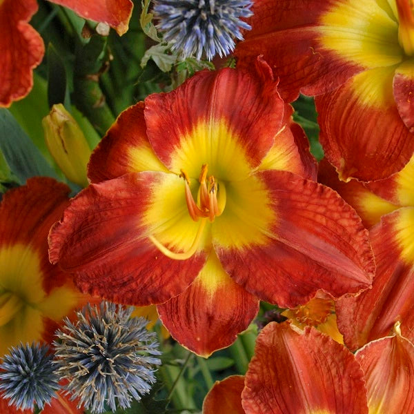 Passion for Red - Daylily