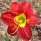 Passion for Red - Daylily