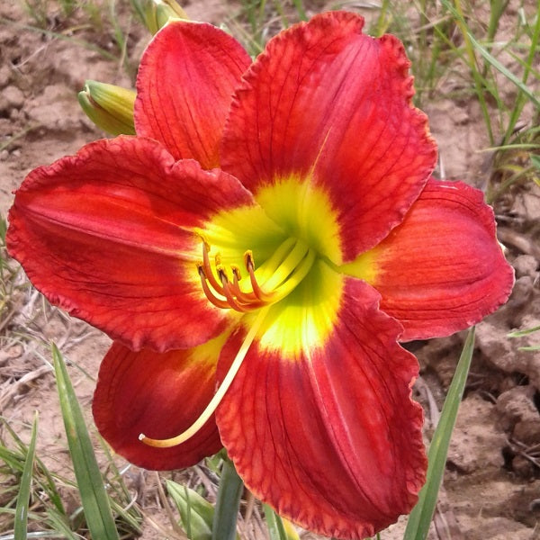 Passion for Red - Daylily