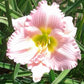 Pastures of Pleasure - Daylily