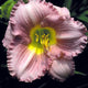 Pastures of Pleasure - Daylily