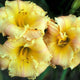 Peach Procession - Daylily