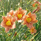 Peanut Butter Frenzy - Daylily