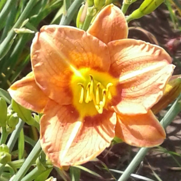 Peanut Butter Frenzy - Daylily