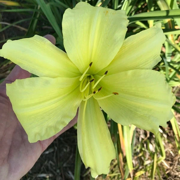 Springtime Yellow - Daylily