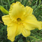 Pineapple Swirl Premium Daylily - Heritage Collection