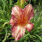 Pink Stripes - Daylily