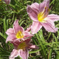 Prairie Blue Eyes Daylily