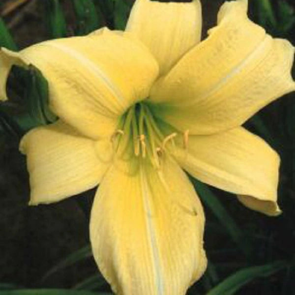 Prairie Moonlight - Daylily