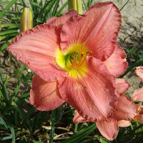 Pretty In Pink Daylily