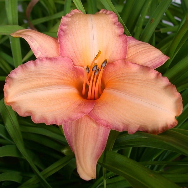 Pride of Father - Daylily