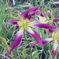 Purple Satellite - Daylily