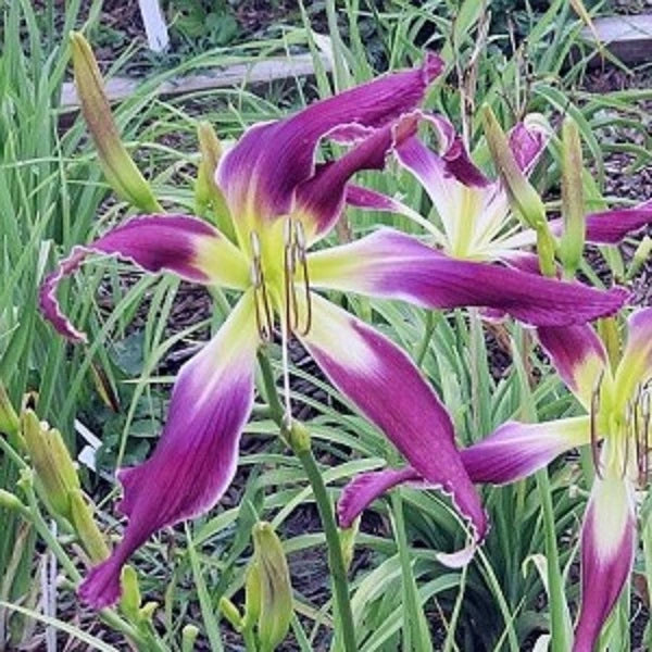 Purple Satellite - Daylily