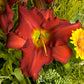 Radiant Red - Daylily