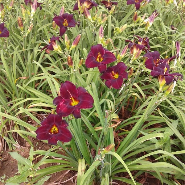 Raspberry Suede - Daylily