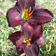 Midnight Special Daylily