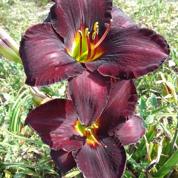 Raspberry Suede - Daylily