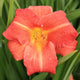 Red Rum - Daylily