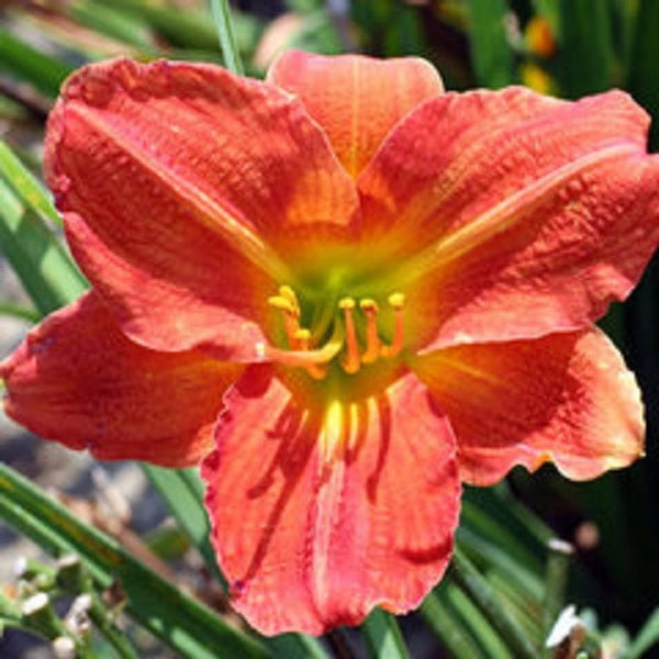 Red Rum - Daylily