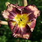 Rock Solid - Daylily