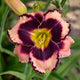 Rock Solid - Daylily