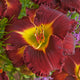 Rolling Thunder Daylily