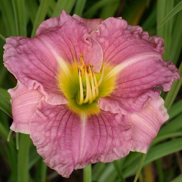 Romantic Rose - Daylily