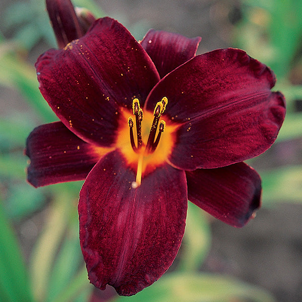 Root Beer Daylily