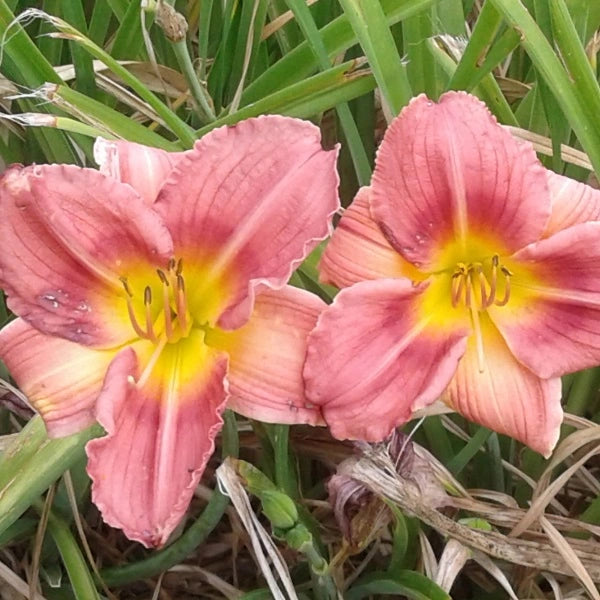 Rosy Returns - Daylily