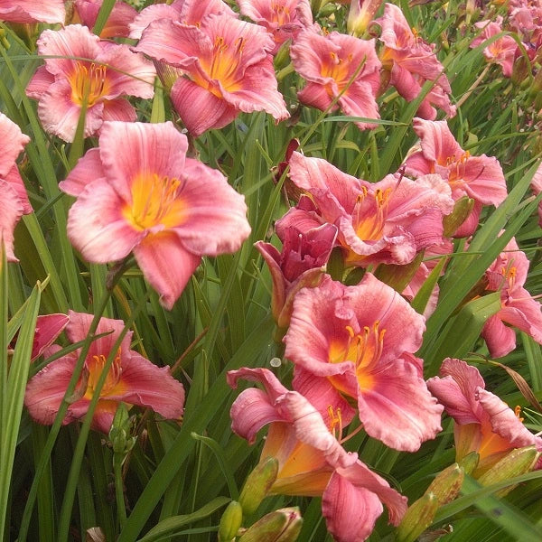 Rosy Returns - Daylily