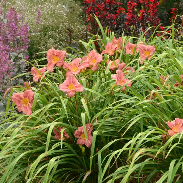 Rosy Returns - Daylily