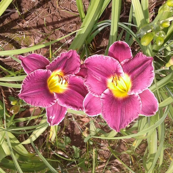 Round Midnight Daylily