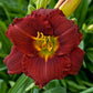 Ruby Sentinel - Daylily