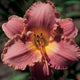 Ruffled Antique Purple - Daylily